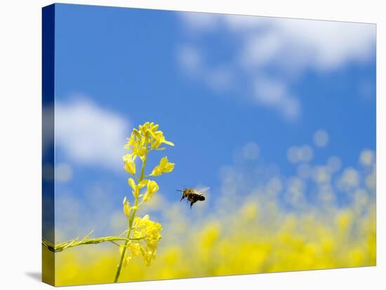 Bee and Field Mustard, Brassica Campestris, Lafayette Reservoir, Lafayette, California, Usa-Paul Colangelo-Stretched Canvas