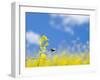 Bee and Field Mustard, Brassica Campestris, Lafayette Reservoir, Lafayette, California, Usa-Paul Colangelo-Framed Photographic Print