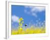 Bee and Field Mustard, Brassica Campestris, Lafayette Reservoir, Lafayette, California, Usa-Paul Colangelo-Framed Photographic Print