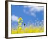 Bee and Field Mustard, Brassica Campestris, Lafayette Reservoir, Lafayette, California, Usa-Paul Colangelo-Framed Photographic Print