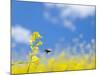 Bee and Field Mustard, Brassica Campestris, Lafayette Reservoir, Lafayette, California, Usa-Paul Colangelo-Mounted Photographic Print