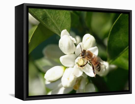 Bee and Orange Blossoms-null-Framed Stretched Canvas