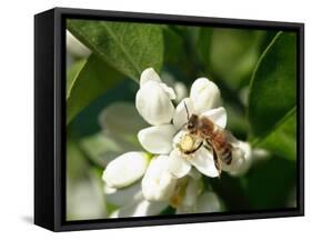 Bee and Orange Blossoms-null-Framed Stretched Canvas