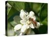 Bee and Orange Blossoms-null-Stretched Canvas