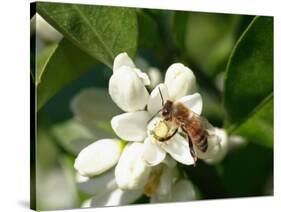 Bee and Orange Blossoms-null-Stretched Canvas