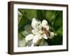 Bee and Orange Blossoms-null-Framed Premium Photographic Print