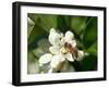 Bee and Orange Blossoms-null-Framed Premium Photographic Print