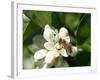 Bee and Orange Blossoms-null-Framed Photographic Print