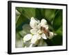 Bee and Orange Blossoms-null-Framed Photographic Print