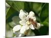 Bee and Orange Blossoms-null-Mounted Photographic Print