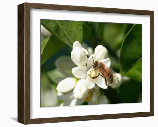 Bee and Orange Blossoms-null-Framed Photographic Print