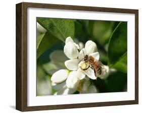 Bee and Orange Blossoms-null-Framed Photographic Print