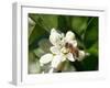 Bee and Orange Blossoms-null-Framed Photographic Print