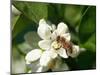 Bee and Orange Blossoms-null-Mounted Photographic Print
