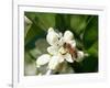 Bee and Orange Blossoms-null-Framed Photographic Print