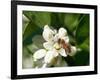 Bee and Orange Blossoms-null-Framed Photographic Print