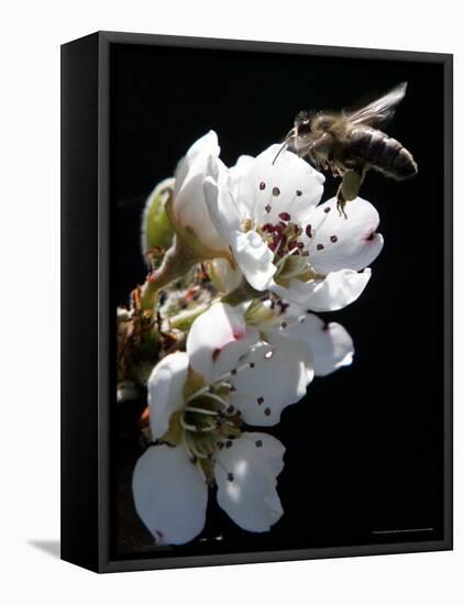 Bee and Pear Blossom, Bruchkoebel, Germany-Ferdinand Ostrop-Framed Stretched Canvas