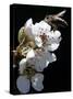 Bee and Pear Blossom, Bruchkoebel, Germany-Ferdinand Ostrop-Stretched Canvas