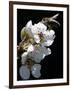 Bee and Pear Blossom, Bruchkoebel, Germany-Ferdinand Ostrop-Framed Photographic Print