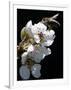 Bee and Pear Blossom, Bruchkoebel, Germany-Ferdinand Ostrop-Framed Photographic Print