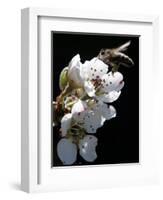 Bee and Pear Blossom, Bruchkoebel, Germany-Ferdinand Ostrop-Framed Photographic Print