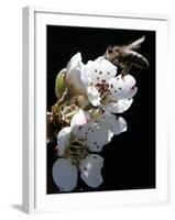 Bee and Pear Blossom, Bruchkoebel, Germany-Ferdinand Ostrop-Framed Photographic Print