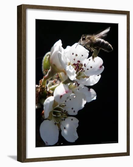 Bee and Pear Blossom, Bruchkoebel, Germany-Ferdinand Ostrop-Framed Photographic Print