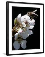 Bee and Pear Blossom, Bruchkoebel, Germany-Ferdinand Ostrop-Framed Photographic Print