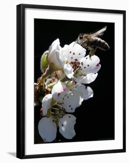 Bee and Pear Blossom, Bruchkoebel, Germany-Ferdinand Ostrop-Framed Photographic Print