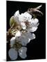 Bee and Pear Blossom, Bruchkoebel, Germany-Ferdinand Ostrop-Mounted Photographic Print