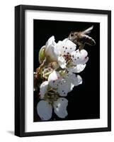 Bee and Pear Blossom, Bruchkoebel, Germany-Ferdinand Ostrop-Framed Photographic Print