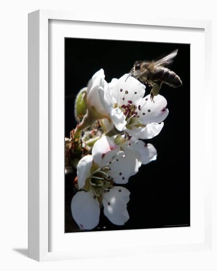 Bee and Pear Blossom, Bruchkoebel, Germany-Ferdinand Ostrop-Framed Photographic Print