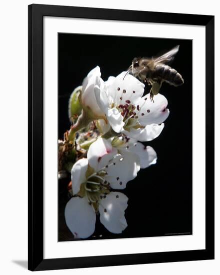 Bee and Pear Blossom, Bruchkoebel, Germany-Ferdinand Ostrop-Framed Photographic Print