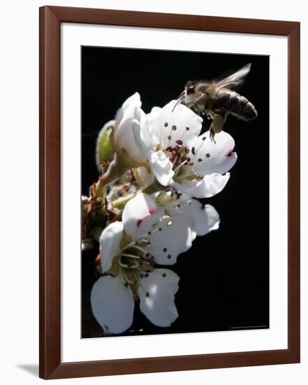 Bee and Pear Blossom, Bruchkoebel, Germany-Ferdinand Ostrop-Framed Photographic Print