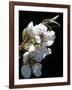 Bee and Pear Blossom, Bruchkoebel, Germany-Ferdinand Ostrop-Framed Photographic Print