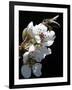 Bee and Pear Blossom, Bruchkoebel, Germany-Ferdinand Ostrop-Framed Photographic Print