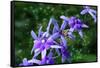 Bee and Purple Flowers-Don Spears-Framed Stretched Canvas