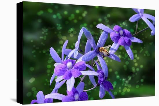 Bee and Purple Flowers-Don Spears-Stretched Canvas