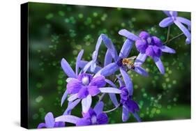 Bee and Purple Flowers-Don Spears-Stretched Canvas