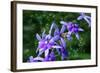 Bee and Purple Flowers-Don Spears-Framed Art Print