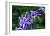 Bee and Purple Flowers-Don Spears-Framed Art Print