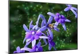 Bee and Purple Flowers-Don Spears-Mounted Art Print