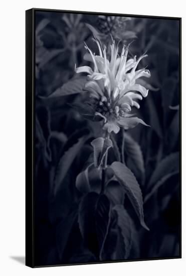 Bee Balm In Black & White-Steve Gadomski-Framed Stretched Canvas