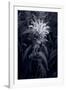 Bee Balm In Black & White-Steve Gadomski-Framed Photographic Print