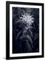 Bee Balm In Black & White-Steve Gadomski-Framed Photographic Print