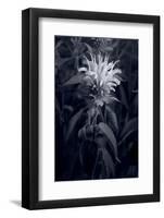 Bee Balm In Black & White-Steve Gadomski-Framed Photographic Print
