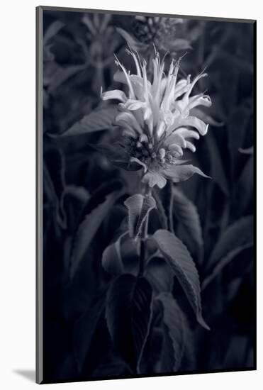 Bee Balm In Black & White-Steve Gadomski-Mounted Photographic Print