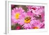 Bee, Blossoms, Medium Close-Up-Nikky Maier-Framed Photographic Print