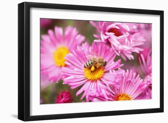 Bee, Blossoms, Medium Close-Up-Nikky Maier-Framed Photographic Print