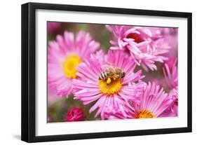 Bee, Blossoms, Medium Close-Up-Nikky Maier-Framed Photographic Print